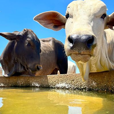 Descubra como medir a pegada hídrica na pecuária pode reduzir custos e melhorar a produtividade. Entenda o impacto do uso da água e adote práticas sustentáveis.