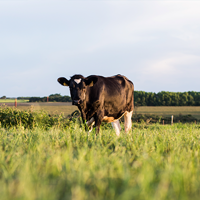 Imagem de uma vaca em um pasto