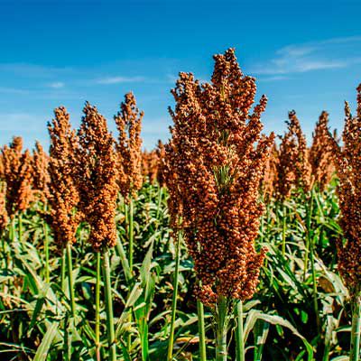 Plantas de milho em desenvolvimento no campo.