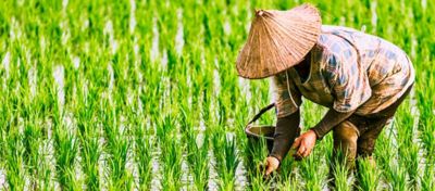 Imagem de um homem num campo de arroz