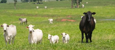 Estudo realizado com 10 propriedades parceiras da Corteva apontou que todas tiveram emissões de carbono abaixo da média do Brasil.