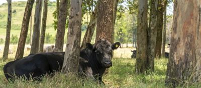 Descubra como iniciativas de sustentabilidade na pecuária aumentam a produtividade, preservam recursos e reduzem impactos ambientais