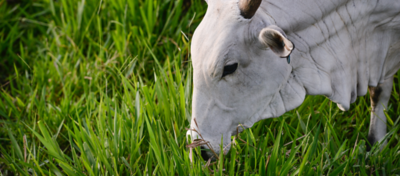 Lançada em julho de 2020 pela Corteva Agriscience™, plataforma visa impulsionar o crescimento sustentável da pecuária e já apresenta excelentes resultados.