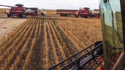 Mudas jovens de soja em estágio inicial de desenvolvimento emergindo de solo argiloso avermelhado, com folhas trifoliadas verde-vibrantes saudáveis e bem formadas em destaque no primeiro plano. Ao fundo desfocado, outras plantas da lavoura e um céu azul com nuvens brancas compõem o cenário típico de uma área de cultivo em condições favoráveis de estabelecimento de estande.