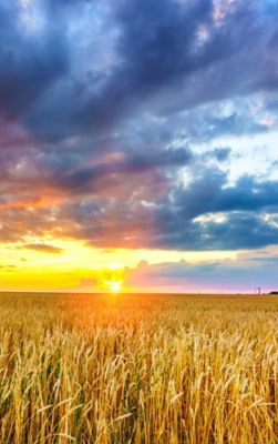 Wheat field at sunrise