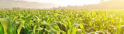 Azote et maïs, n'oubliez-pas l’arrière-effet des couverts !