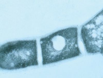 IMG-Bacteria-Corteva-Global-V2