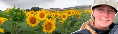 Observation et résultats d’un essai recherche en Tournesol