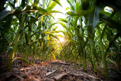 Qrome banner - landing page