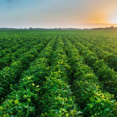 efeitos visuais de uma plantação de feijão 