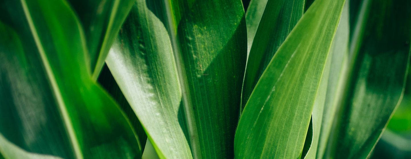 Efeitos visuais de uma plantação de milho