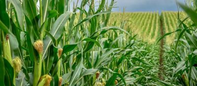 A partir do ar: Aproveitamento do nitrogênio atmosférico na nutrição das plantas
