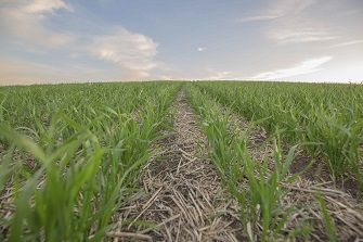 barley crop in rows