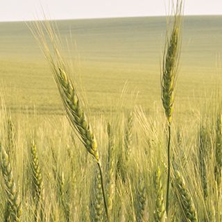 Field of Barley