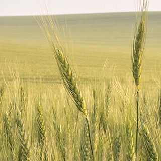 A field of barley