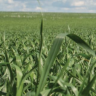 Field of Barley