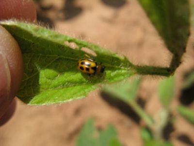Bean leaf beetle feedin on soybean leaf