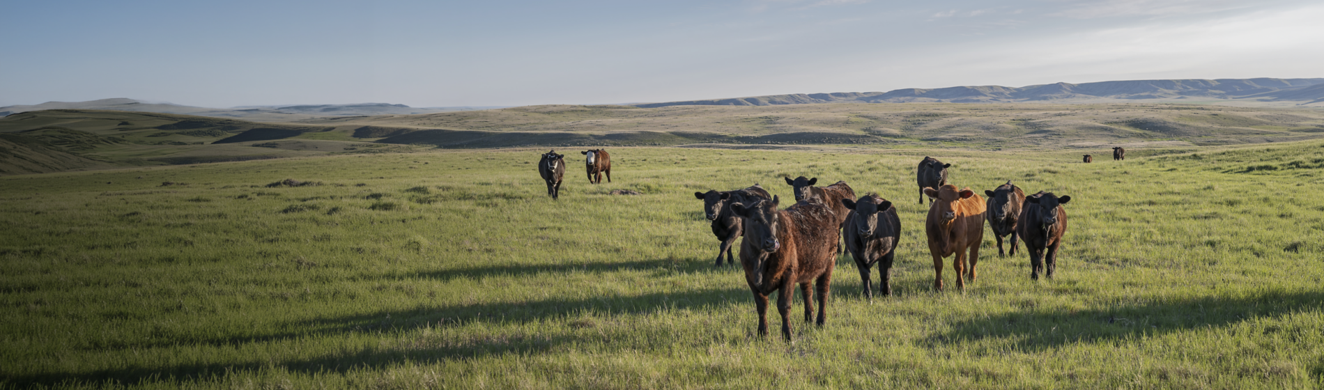 cow grazing