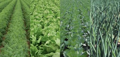 Bejo Vegetable Fields