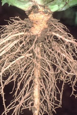 Healthy cabbage roots