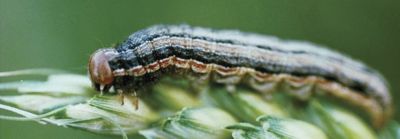 Bertha armyworm