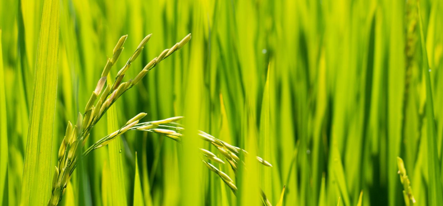 IMG-Bim_Max_img01-Corteva-LA_BR-V1