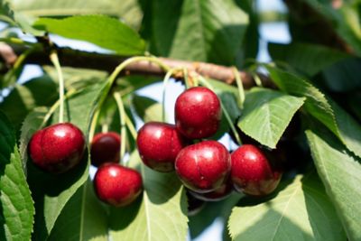 apple tree with apples