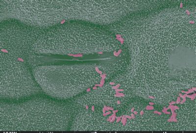 IMG-Biologicals-Corteva-V1