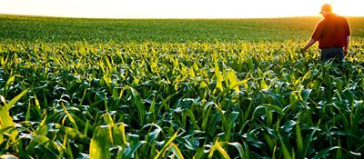 Corn field at sunrise