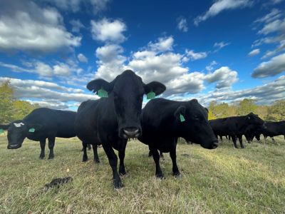 Black cows closeup