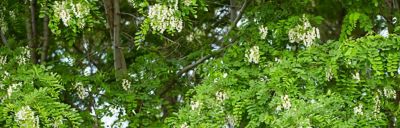 black locust