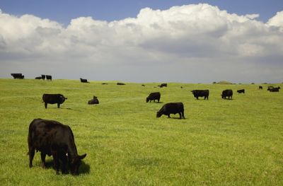 Black angus cows grazing in green field