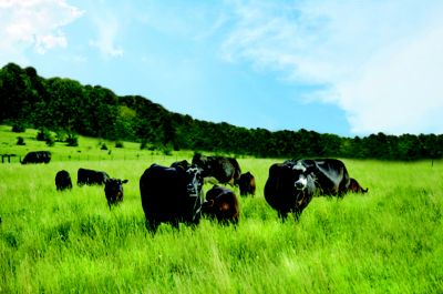 Black cows in a grassy pasture