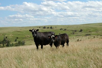 Black cow and calf