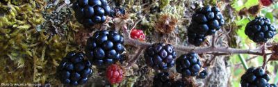 A close up image of invasive blackberry