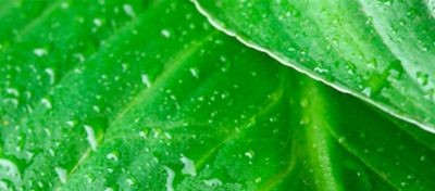 Detalhe de folhas verdes frescas com gotas de água espalhadas. A imagem destaca a textura das folhas e o frescor da umidade.