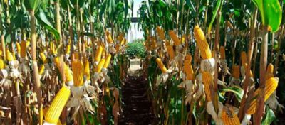 Campo de milho maduro com espigas amarelas visíveis entre as plantas altas e verdes. Perspectiva do centro da plantação.