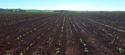 Como o adubo NPK favorece o desenvolvimento das plantas?