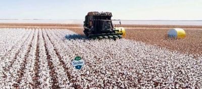 Plantação de algodão: sua lavoura está armazenando água de forma eficiente?