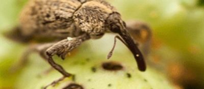 Bicudo do algodoeiro: conheça a principal praga do cultura