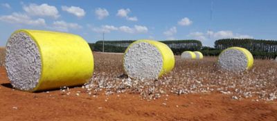 Qual o impacto do clima na qualidade da fibra de algodão?