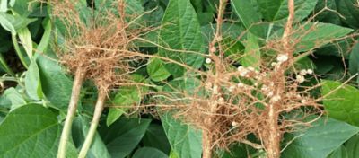 Bradyrhizobium: Seu Aliado Para Produtividade da Soja