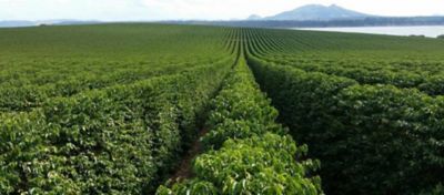 Lavoura de café: como identificar deficiências nutricionais?