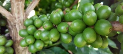 Granação do café: a fase do enchimento dos grãos