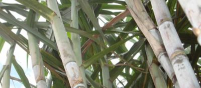 Maturação da cana-de-açúcar: como potencializar o acúmulo de açúcar?