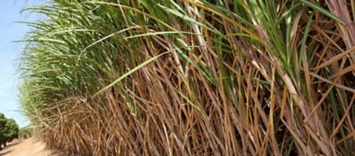 Perenidade do canavial: como melhorar a rentabilidade do canavial?