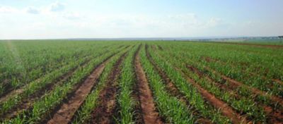 Canavial forte e resistente seguirá altamente produtivo por vários cortes