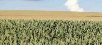 Como associar o ciclo de milho em dias no calendário?