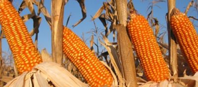 Gerenciamento do ciclo do milho com soluções Stoller