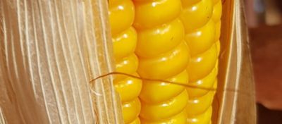 Cigarrinha-do-milho: práticas de manejo para controle